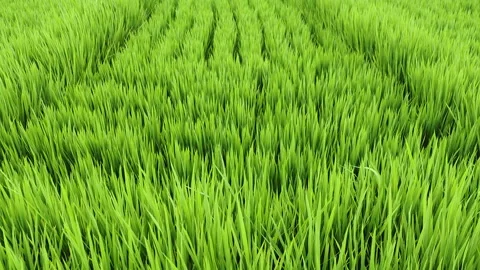 Rice Plants Are Pictured In Summer Stock Footage 232107448