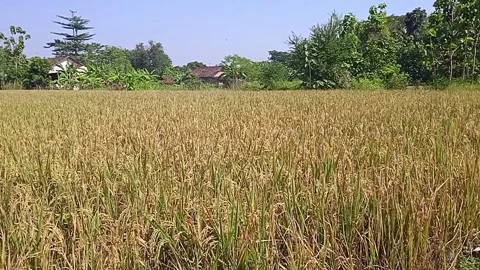 Rice plants are ready to be harvested 스톡 동영상 221672294