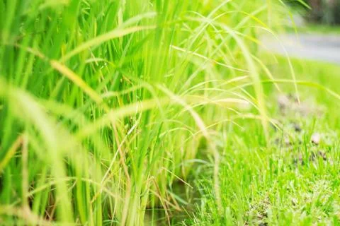 Rice plants with backdrop. Stock Photos