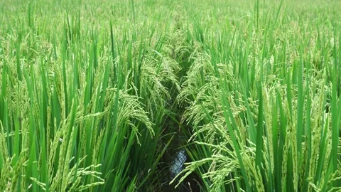 Rice plants blown by the wind Stock Footage 273224018