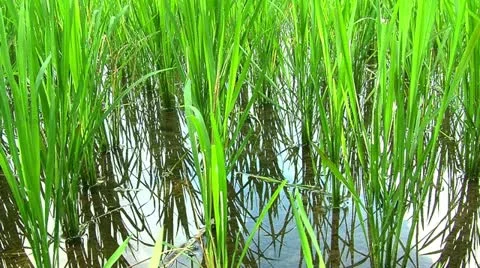Rice plants close-up Stock Footage 10879520