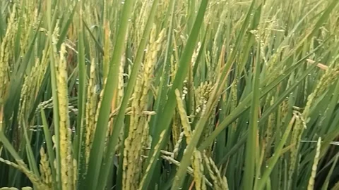 Rice Plants Closer Look Stock Footage 341456600