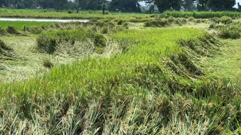 Rice Plants Damaged and Collapsed in Farmland Stock Footage 308346744