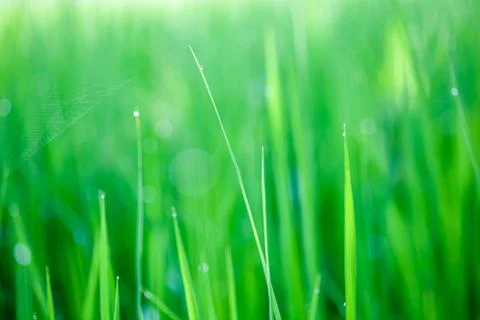 Rice plants in the fields Stock Photos