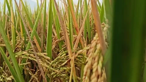 Rice plants Video stock 150003800