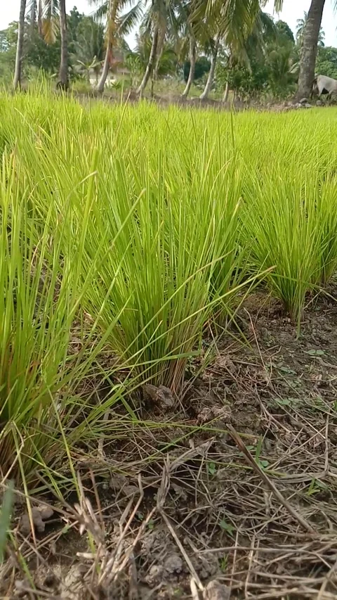 Rice plants Video stock 167688859