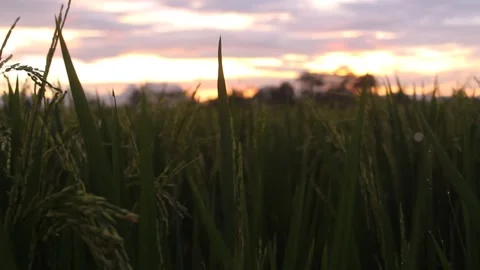 Rice plants 動画素材 171374560