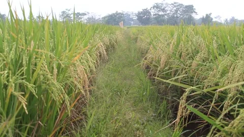Rice plants 動画素材 172203836