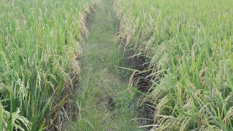 Rice plants 動画素材 172203890