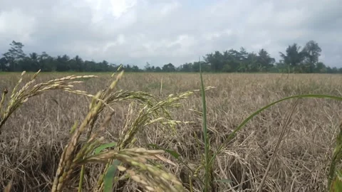 Rice plants Stock Footage 218592569
