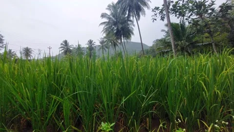 Rice plants Vídeos de archivo 231599742