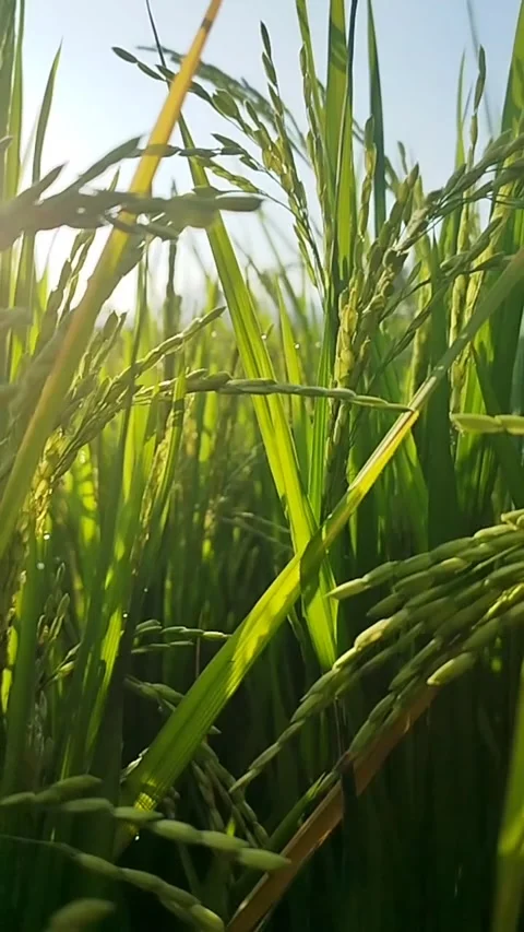 Rice plants Stock-Footage 234054675