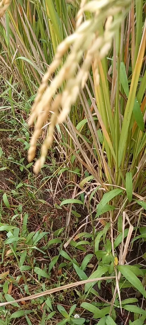 Rice plants Stock Footage 236589149