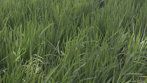 Rice plants Video stock 241539154