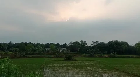 Rice plants Stock Footage 242354696