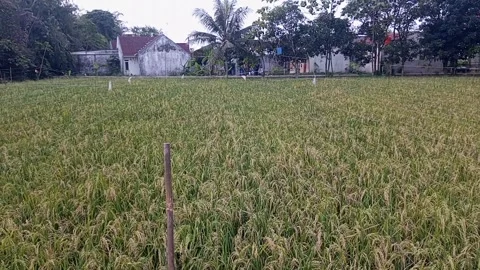Rice plants Stock Footage 243572706
