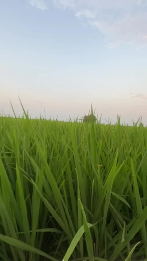 Rice plants Vídeos de archivo 279824364