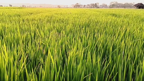 Rice plants Stock Footage 284783249