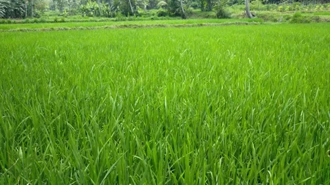 Rice plants Stock Footage 289437748