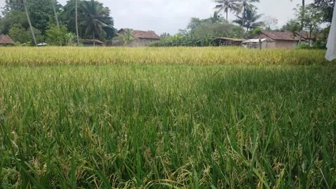 Rice plants Video stock 291408590