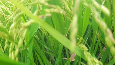 Rice plants Stock Footage 313463934