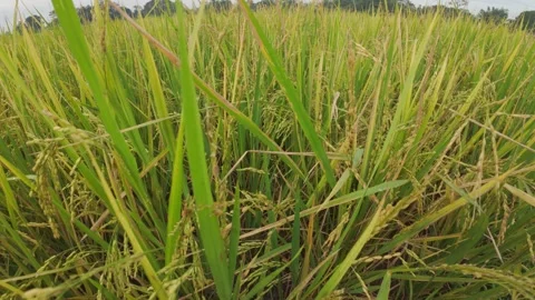 Rice Plants Stock Footage 321722783