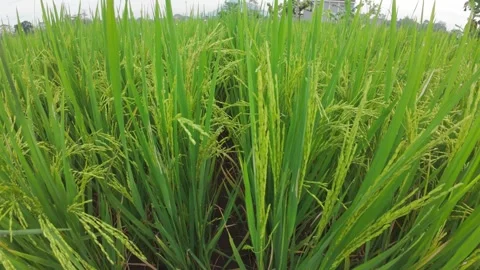 Rice Plants Stock Footage 321724179