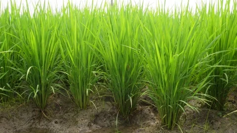 Rice plants Stock Footage 341679662
