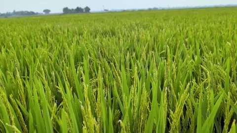Rice plants growing in a field under blue sky near a village during the dayti Video stock 331836319