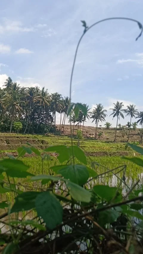 The Rice Plants in Hilly Areas Video stock 221674680