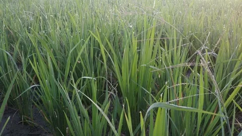 Rice Plants in Indonesia Stock Footage 135972633