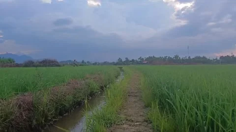 Rice Plants Moving in the Wind Across Rural Paddy Field Stock Footage 338011750