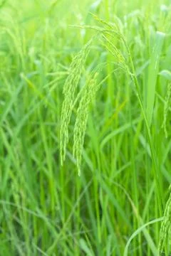 Rice plants in paddy field Stock Photos