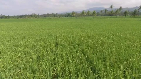 Rice plants in paddy fields Video stock 136044320