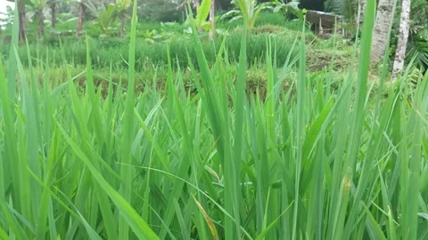 Rice plants in paddy fields Stock Footage 229768435
