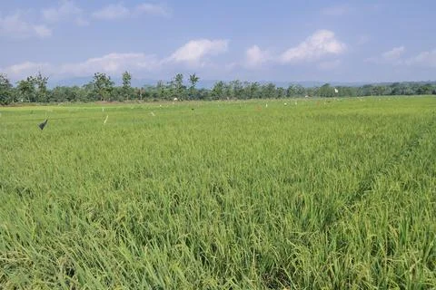 Rice plants in paddy fields ready to harvest Foto stock