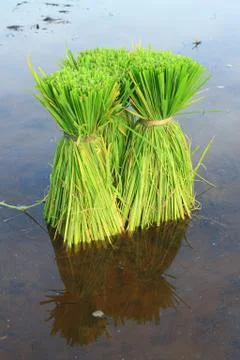 Rice plants Stock Photos