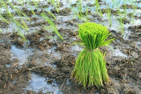 Rice Plants 스톡 사진