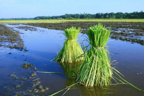 Rice Plants Stock Photos