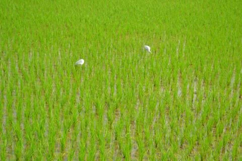 Rice plants. Stock Photos