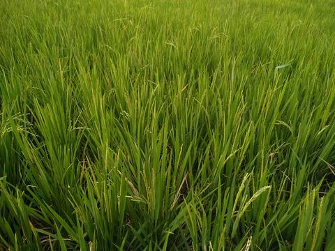 Rice plants Stock Photos