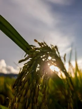 Rice plants Stock-Fotos
