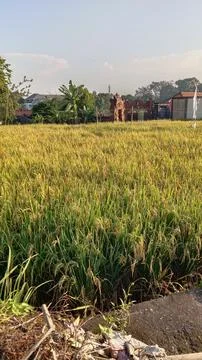 Rice plants Stock Photos