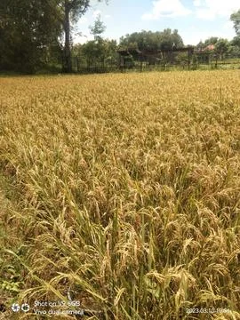 Rice plants Stock Photos
