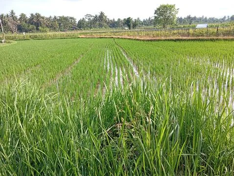 Rice plants 库存照片