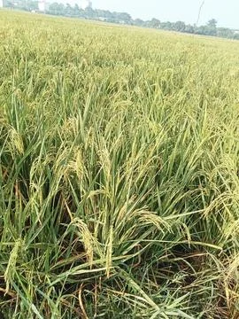 Rice plants Foto stock