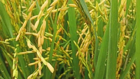 Rice plants Stock Photos