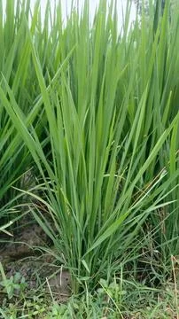 Rice plants Stock Photos