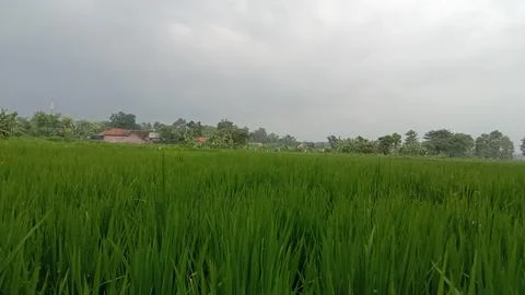 Rice plants Stock Photos