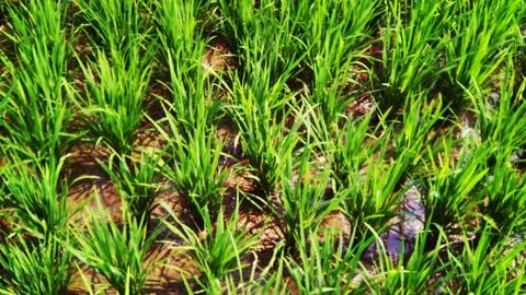 Rice Plants Stock Photos